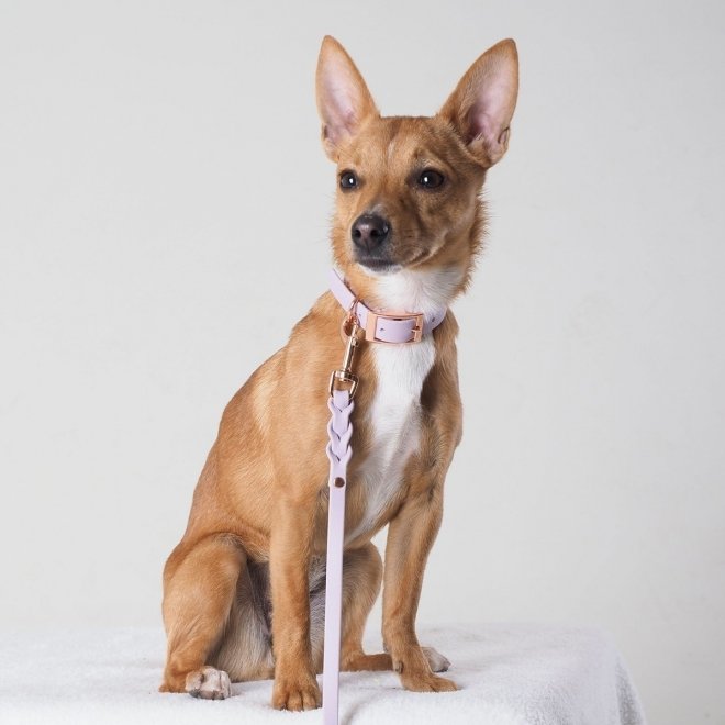 Tyylivoitto Classy Hundhalsband för Små Hundar Lavendel