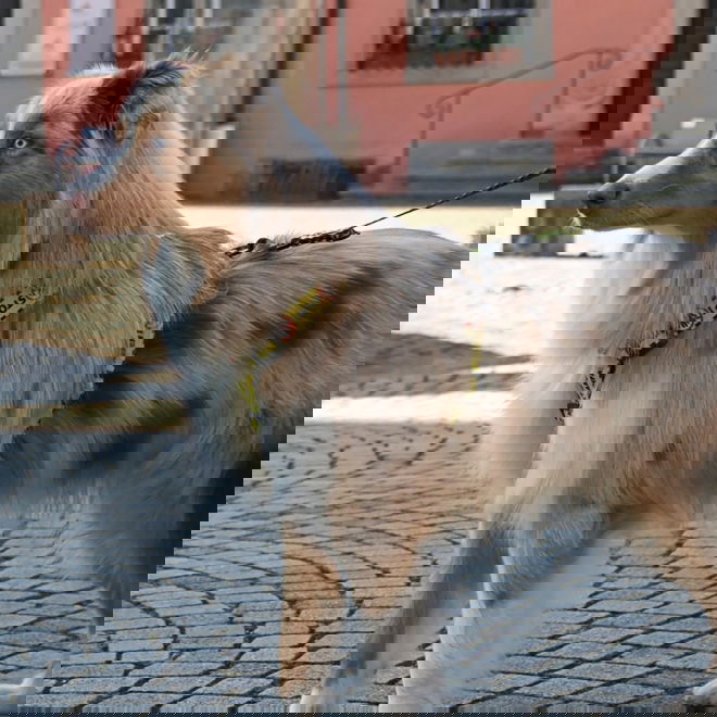 Dingo Gear Hundsele Do Not Pet