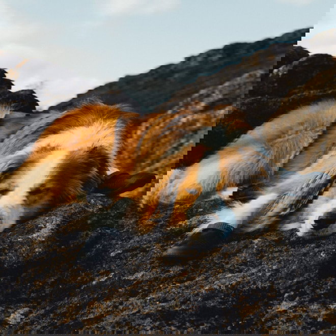 Ruffwear Ridgeline Hundskor Svart 2-pack