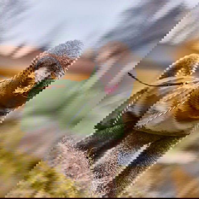 Hurtta Mudventure ECO Regnjacka till Hund Gr&ouml;n