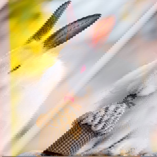 Quapas! Celebration Cupcake f&ouml;r Sm&aring;djur