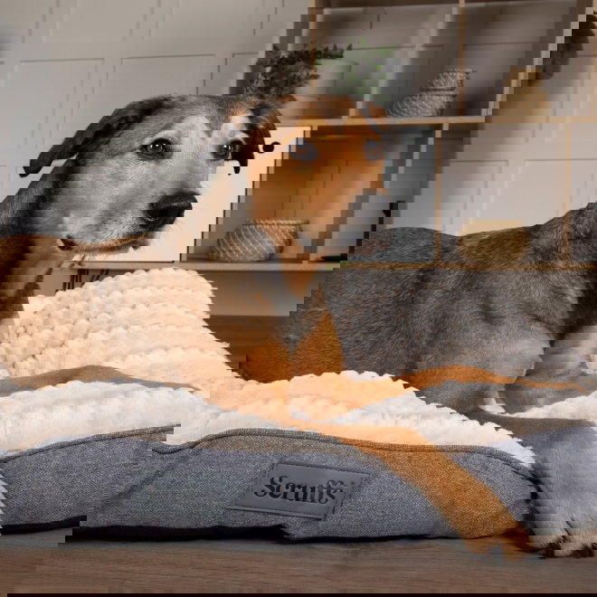 Scruffs Ellen Hundmadrass Gr&aring; 100 x 70 cm