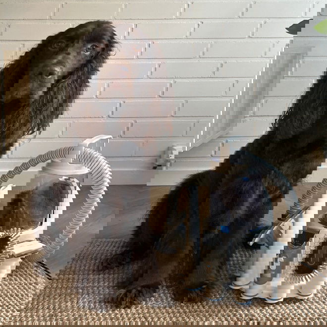 Neakasa P2 Pro Pet Pälsvårdskit