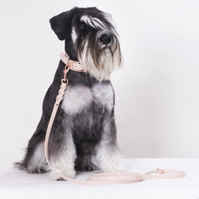 Tyylivoitto Classy Hundhalsband för Små Hundar Beige
