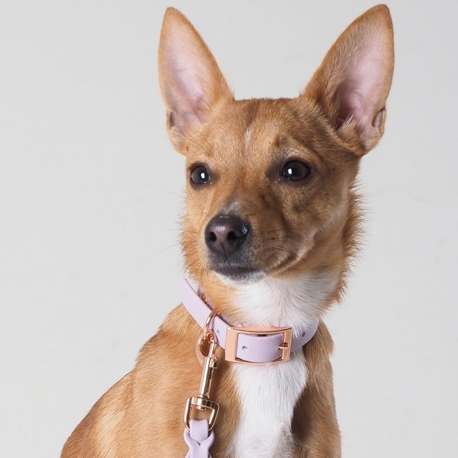 Tyylivoitto Classy Hundhalsband för Små Hundar Lavendel