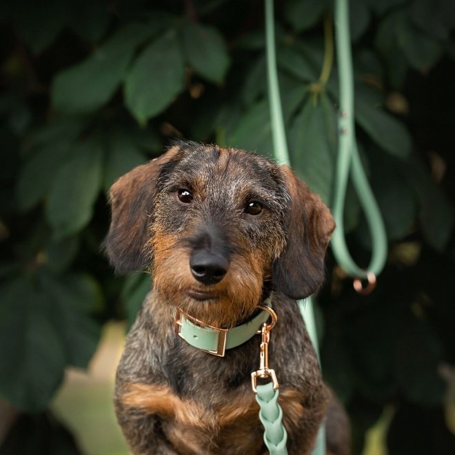 Tyylivoitto Classy Hundhalsband Ljusgrön