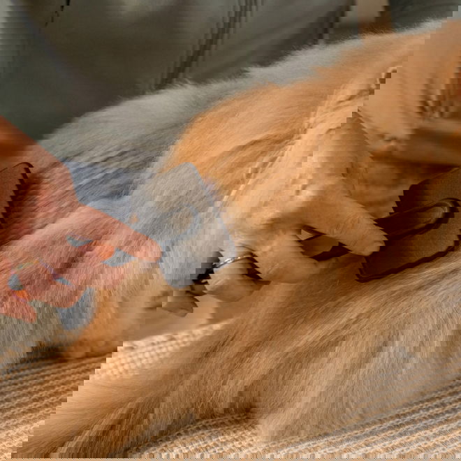 Fiskars Slicker brush Karda