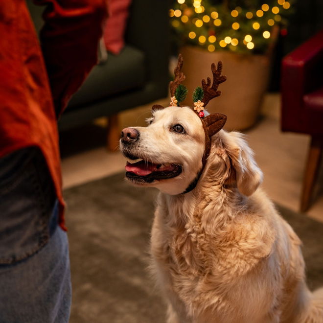 Little&Bigger Xmas Renhorn till Hund