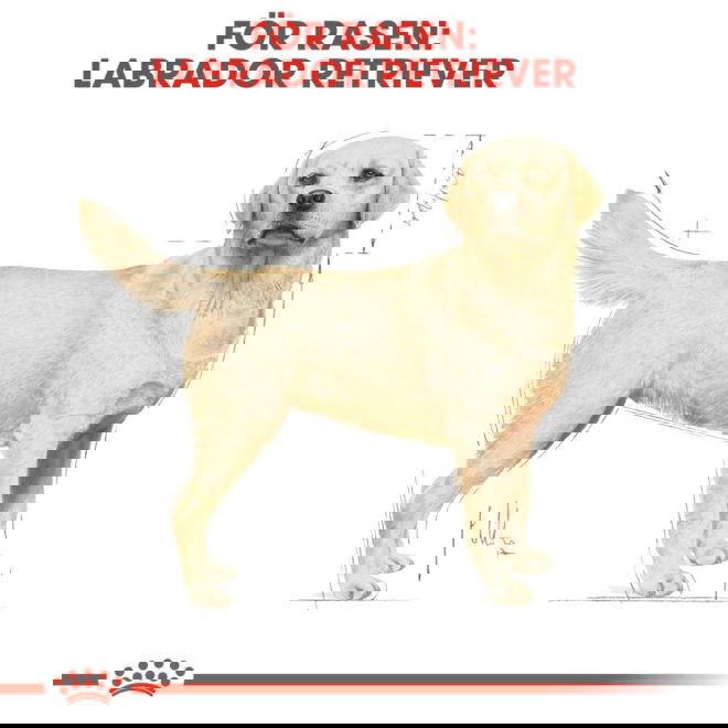 Royal Canin Breed Labrador Retriever Adult