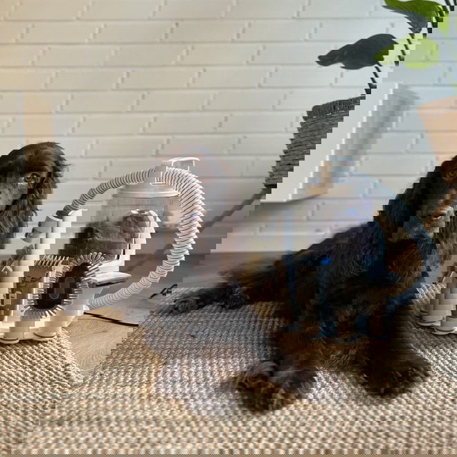 Neakasa P2 Pro Pet Pälsvårdskit