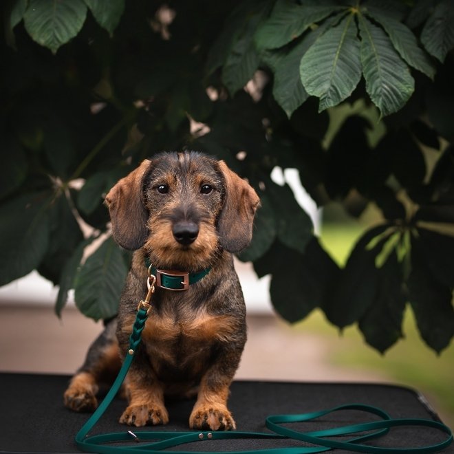 Tyylivoitto Classy Hundhalsband för Små Hundar Smaragdgrön