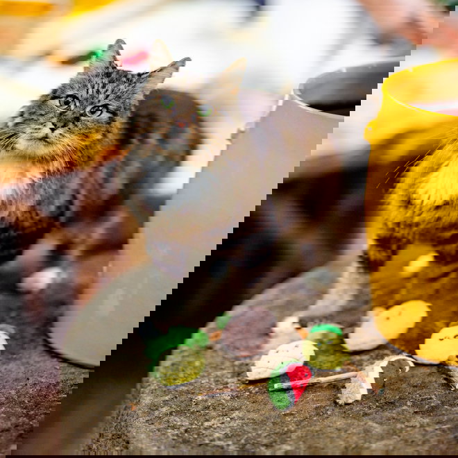 Little&Bigger Juicy Vibes Matatabi Melon & Citron 2-pack