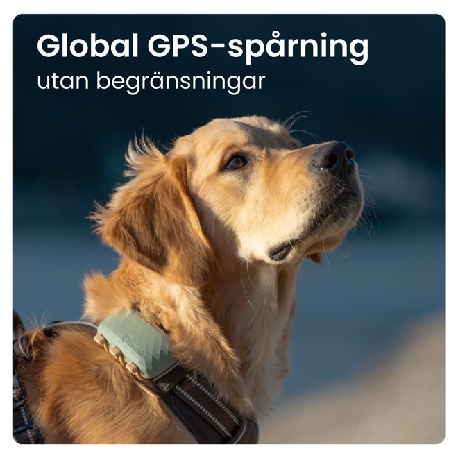 Tractive GPS Hund XL