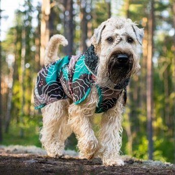 PerusPomppa koiran takki, kartta