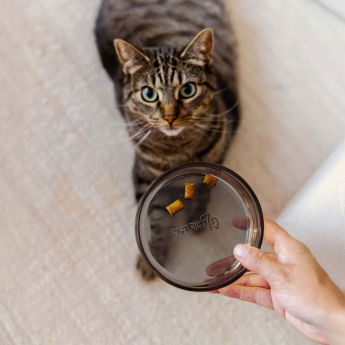 District 70 lasikuppi Dawn (Musta)