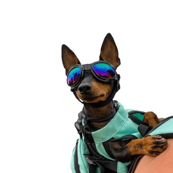 Koiran suojalasit K9 Sport Shades, musta
