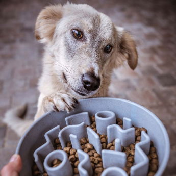 Ahmimisenestokuppi District 70 bambu (Harmaa)