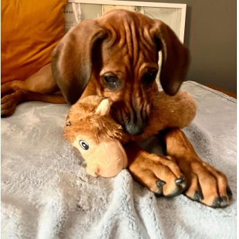 Party Pets Apinap&ouml;tk&ouml; 28 cm (Vaaleanruskea)