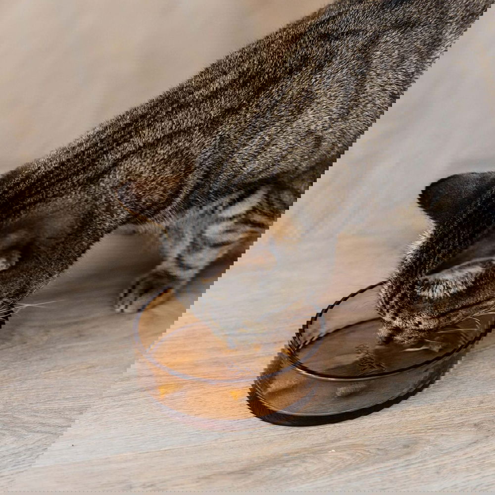 District 70 lasikuppi Dawn (Beige)