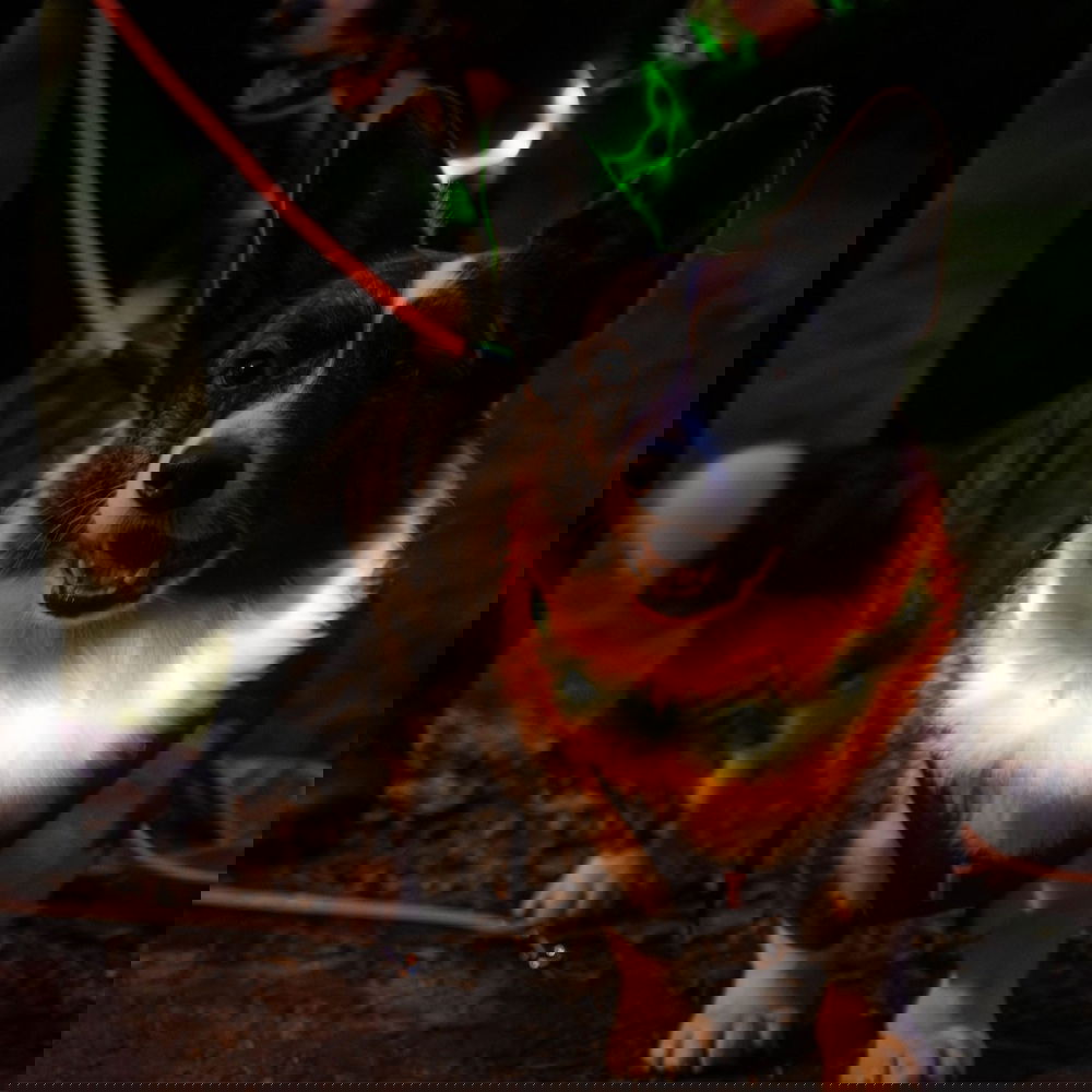 Trixie USB-ladattava valopanta, silikoni (Oranssi)