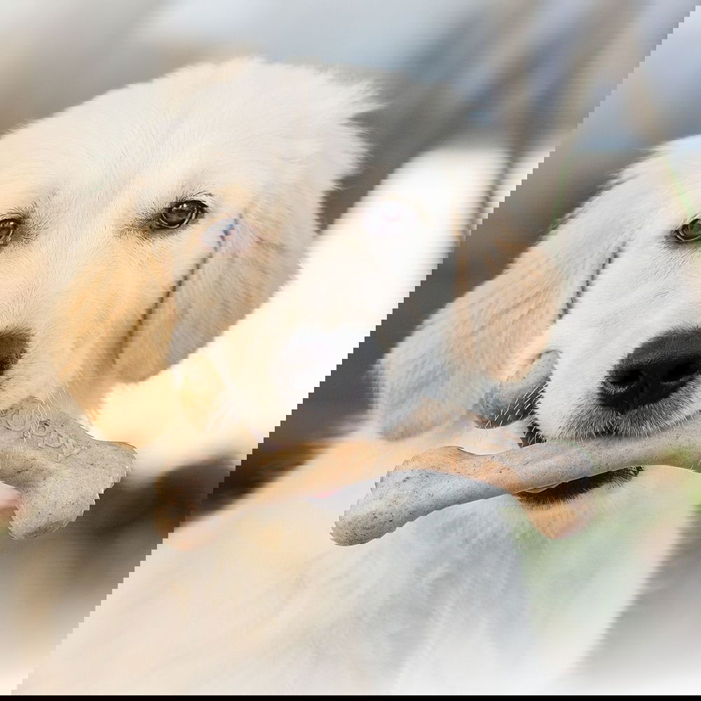 Benebone Puppy Wishbone Bacon (S)