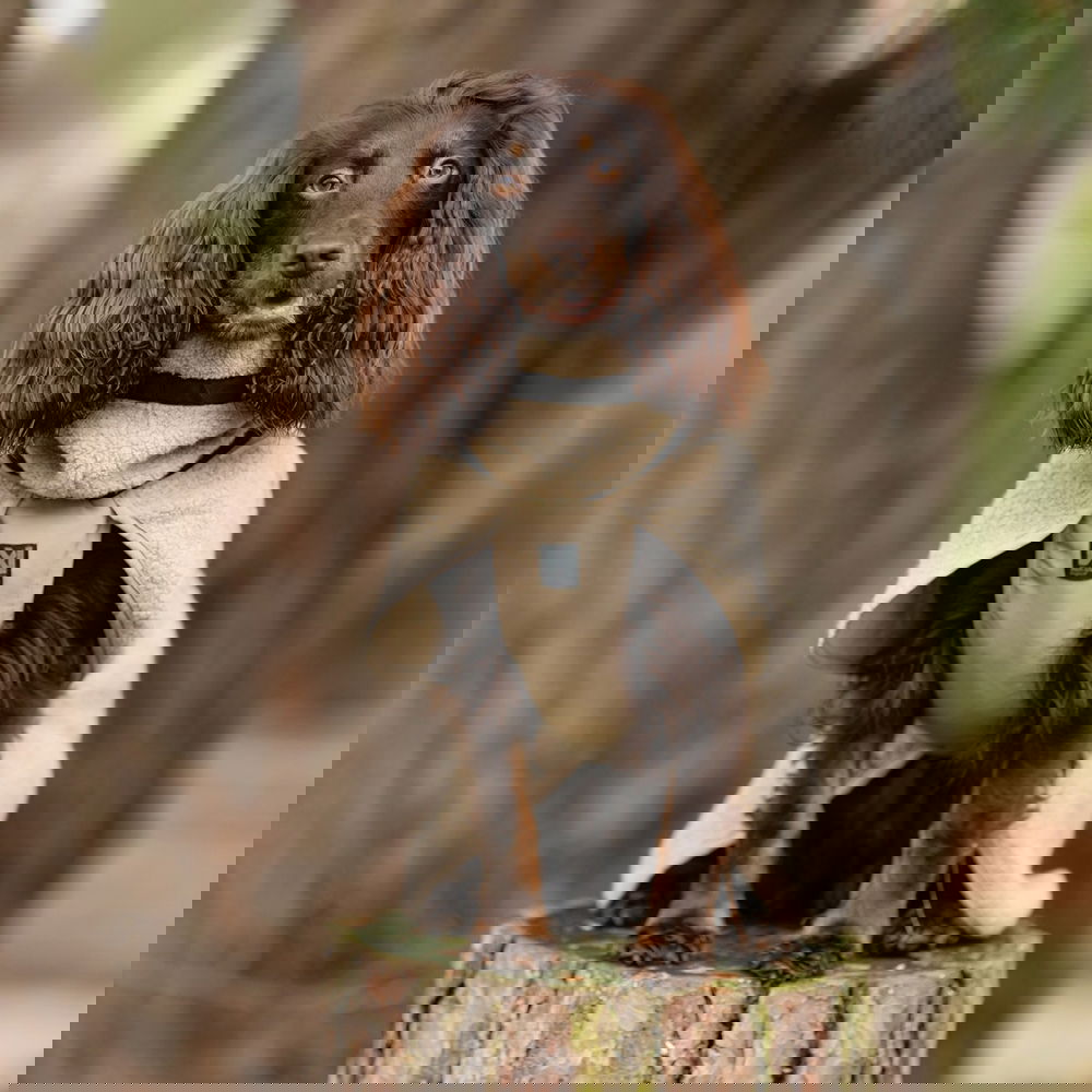 Non-Stop Wool koiran takki, beige (60)