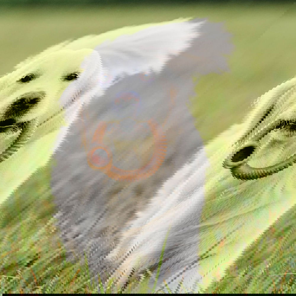 Benebone Ring Bacon (L)