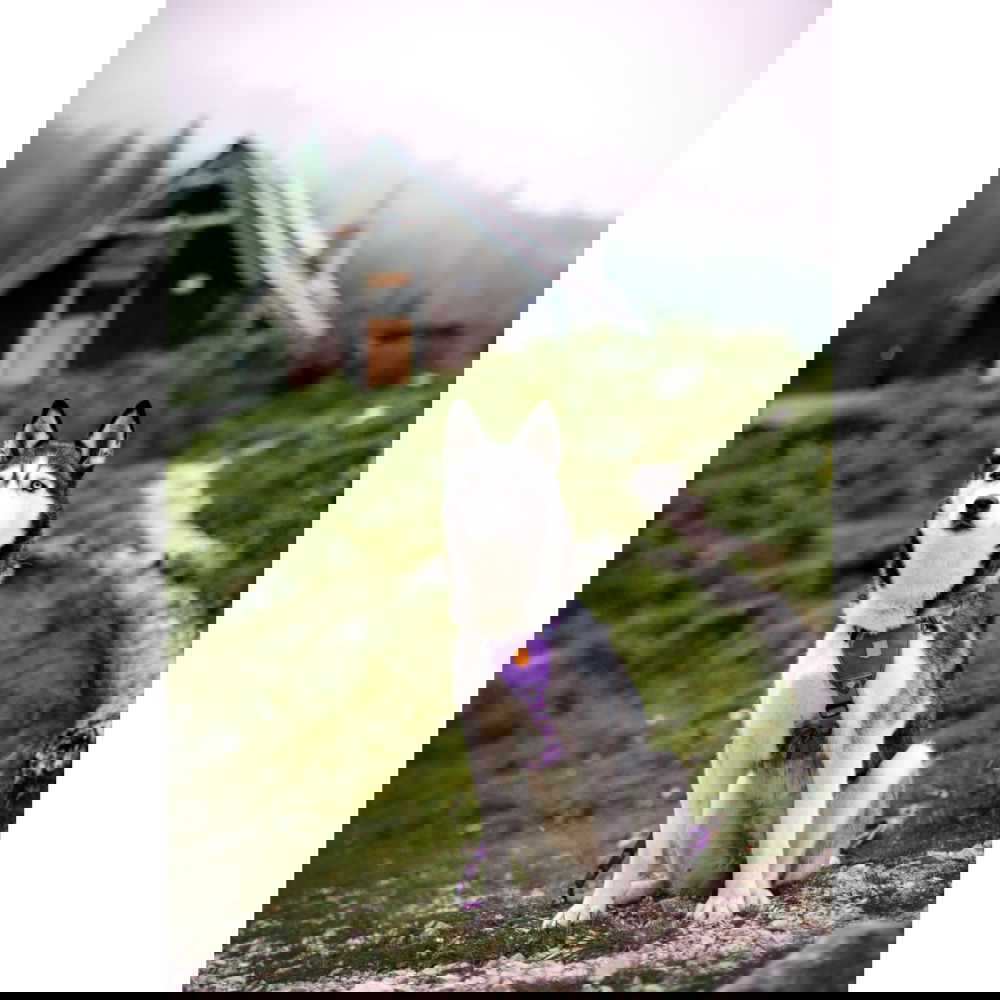 Woolly Wolf Northern Lights valjaat (XXS)