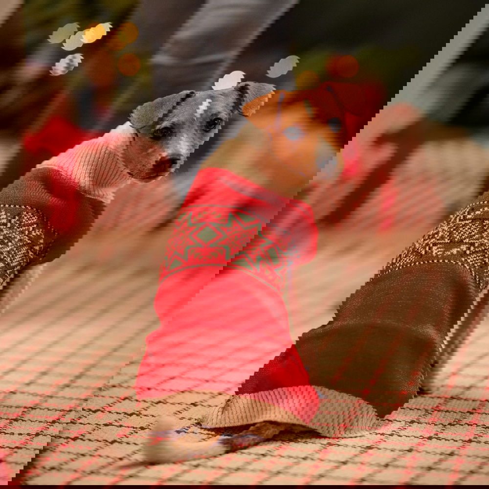 Koiran joulupaita Little&Bigger Nostalgic (40 cm)