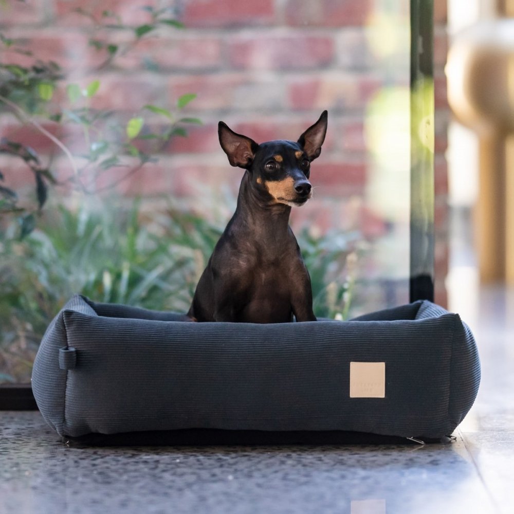 Koiranpeti samettia FuzzYard Life, harmaa (S)