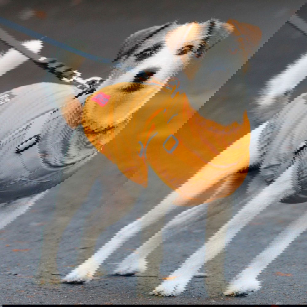 Koiran takki valjailla 51 Degrees North Adventure, keltainen (28 cm)