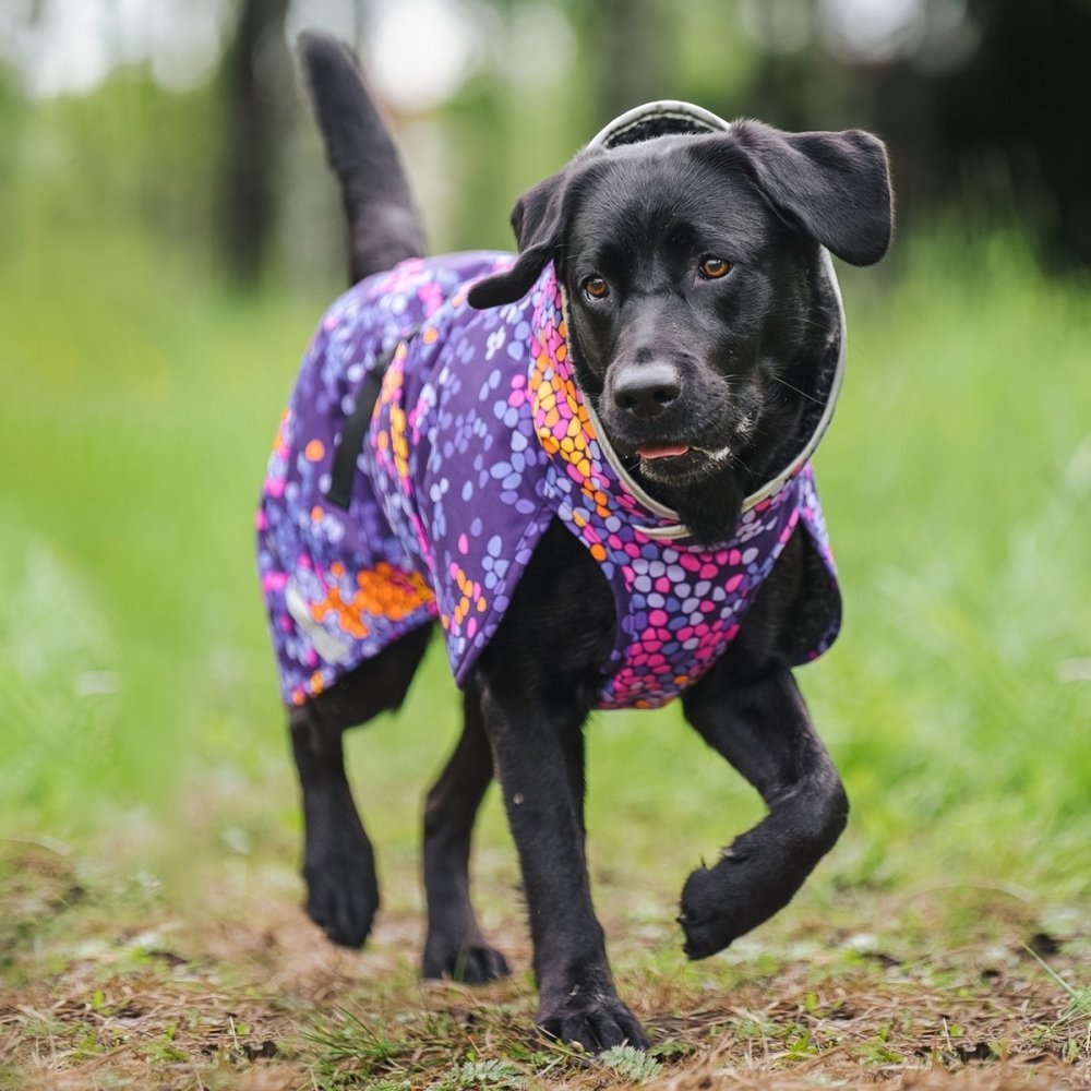 PerusPomppa koiran takki, Cosmos (48)