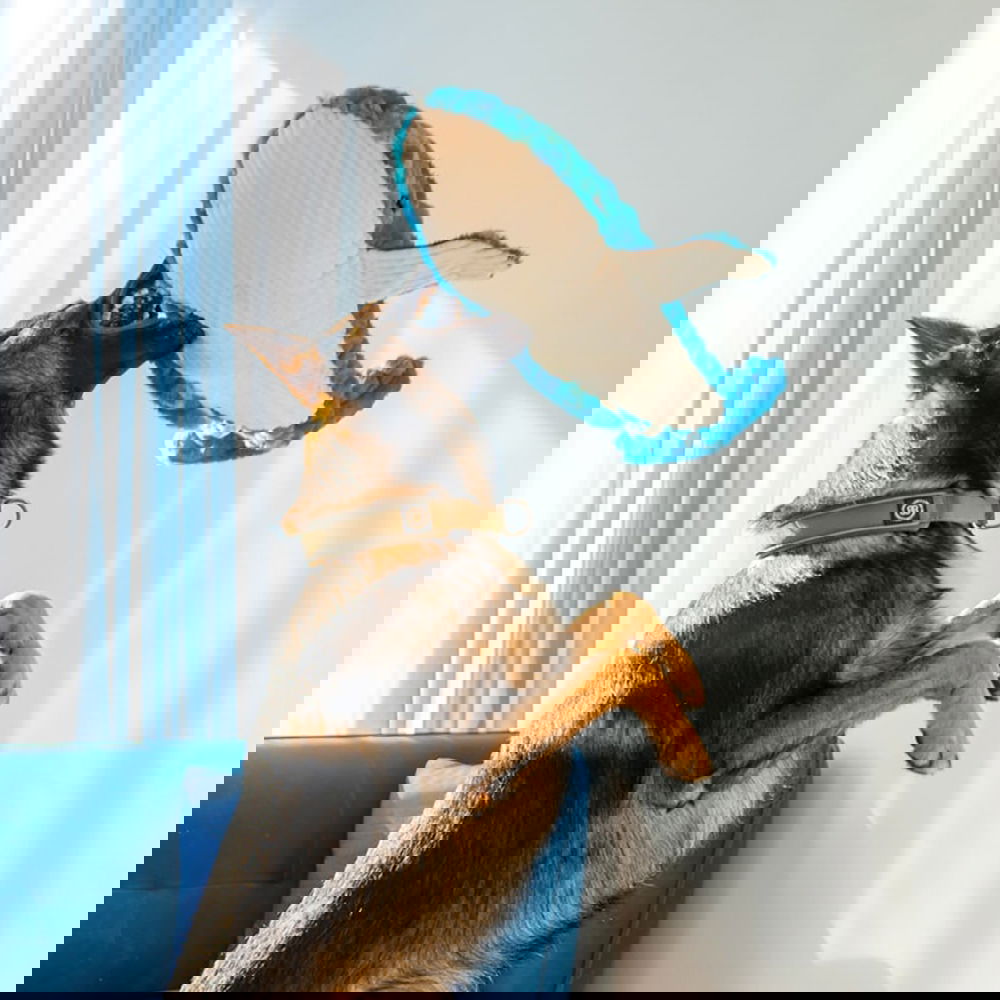 Quapas! Valas (66 cm)