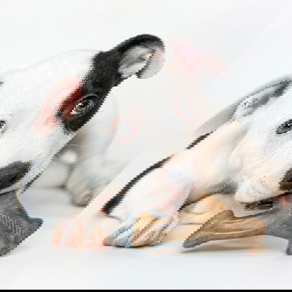 Benebone Puppy 2 kpl - Dental Chew/Wishbone Bacon Tiny