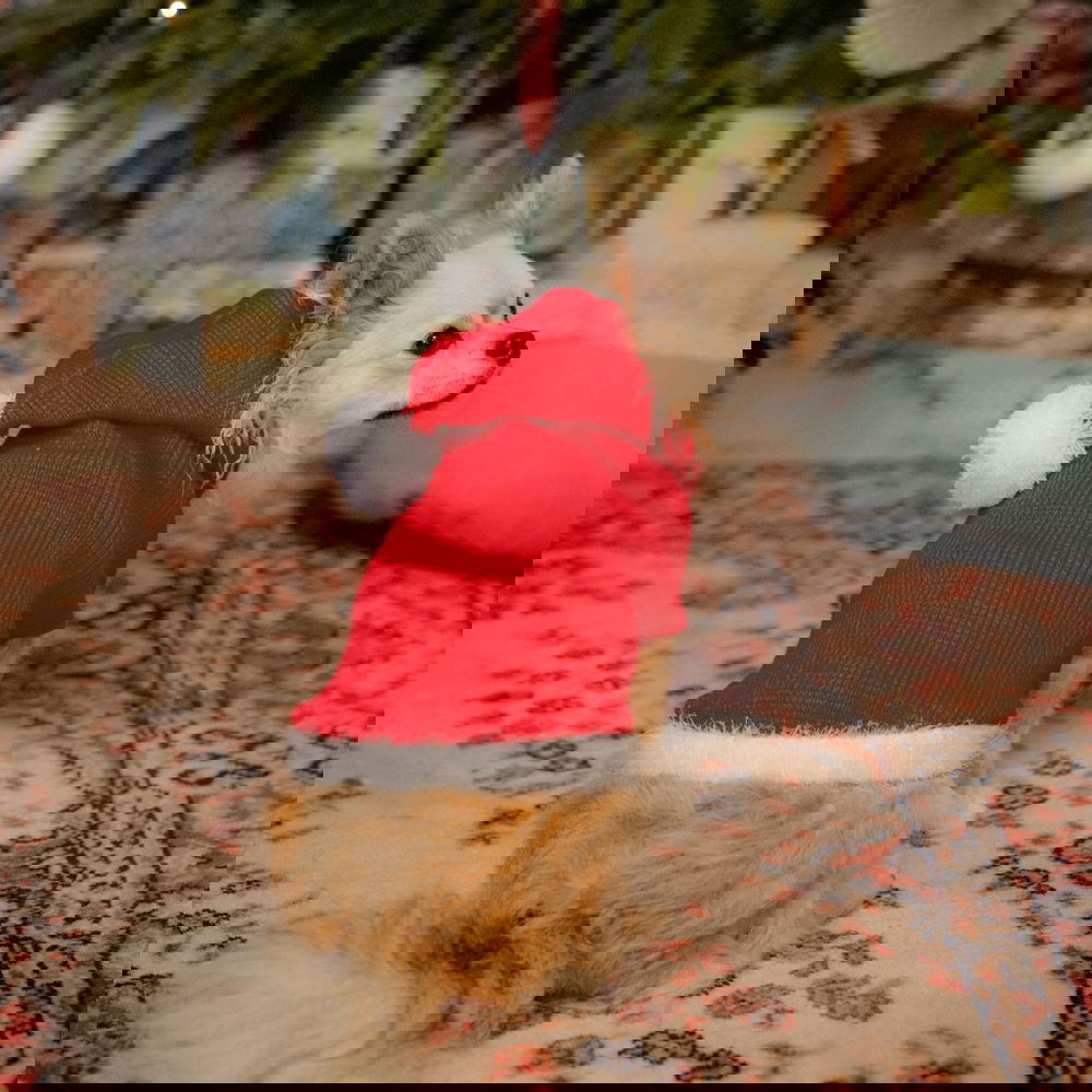 Koiran joulupuku Little&Bigger Xmas Santa (50 cm)