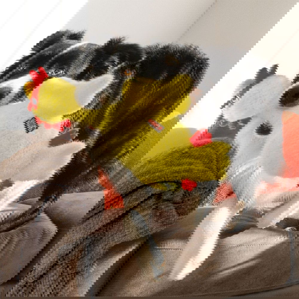 KONG Scruffs Kana, M/L