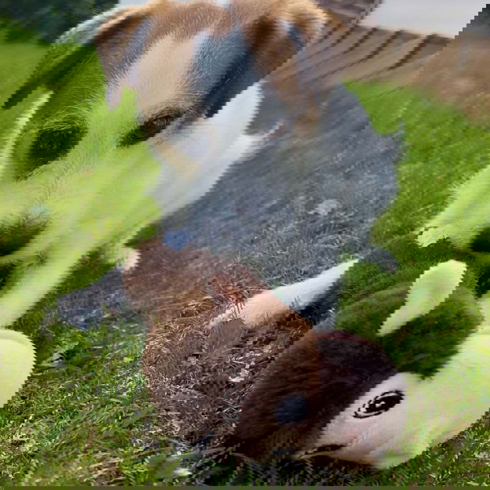 Party Pets Apinapötkö 28 cm (Ruskea) Party Pets Apinapötkö 28 cm (Ruskea)