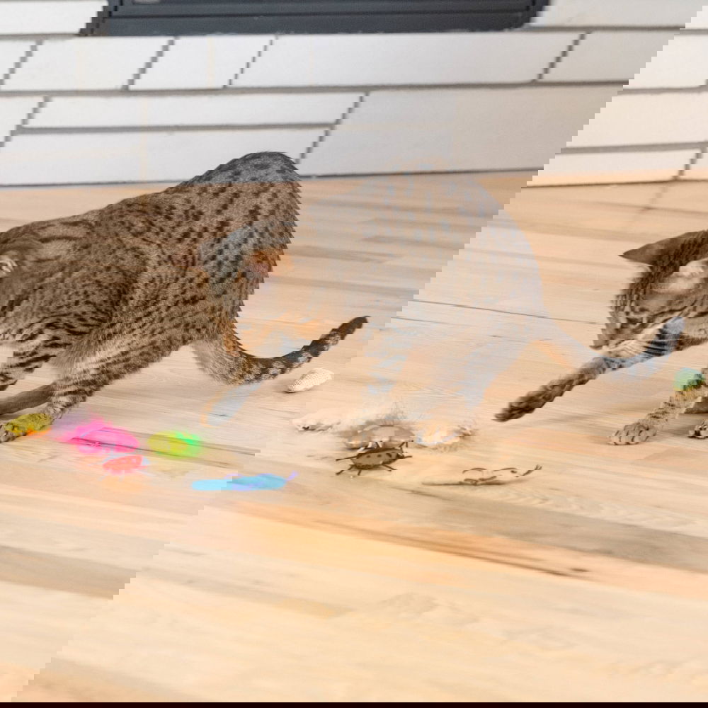 Catstages Cute As A Bug kissanlelut 6-pack