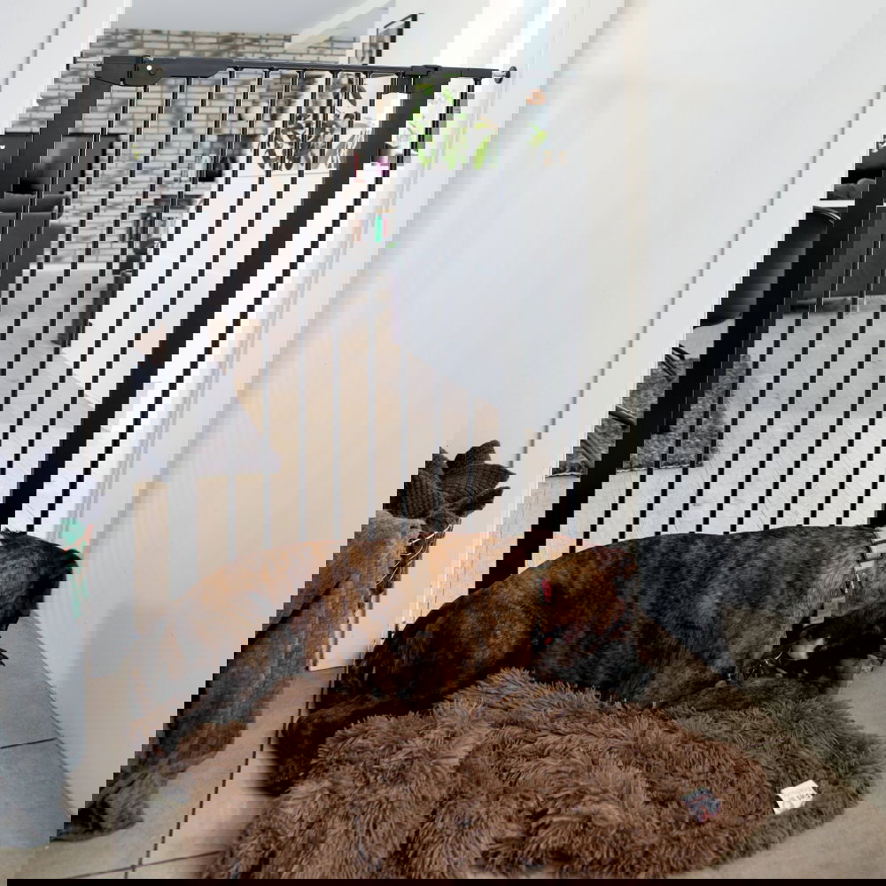 Korkea koiraportti DogSpace Bonnie 73,5-79,6 x 104,5 cm