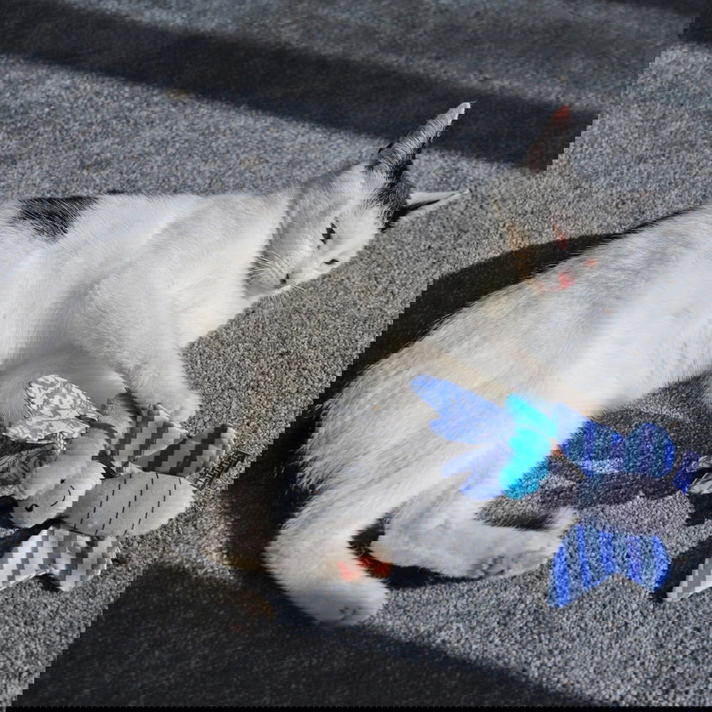 Battersea kissanlelut perhonen ja korento