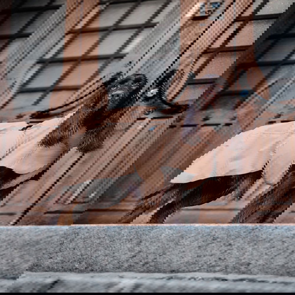 PAIKKA koiran sadetakki, heijastava taupe (20 cm)