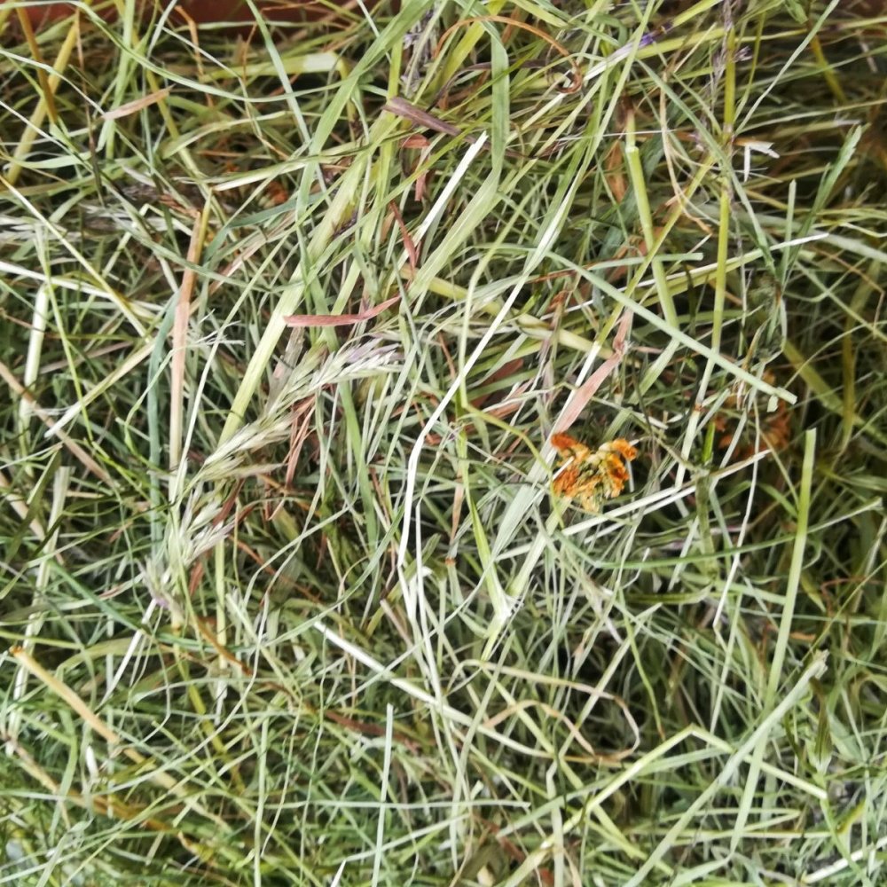 Kotimainen luonnonheinä (1 kg)