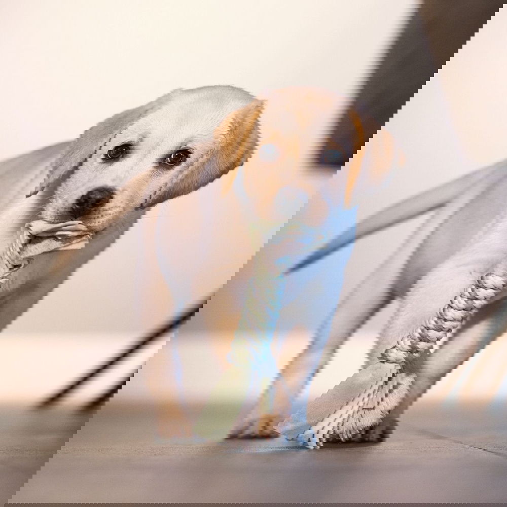 Beezteez Kaz -pennun köysilelu