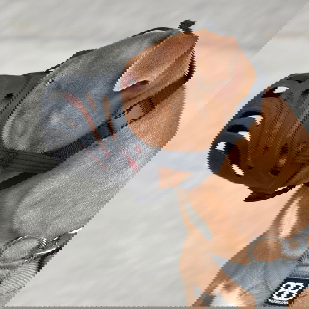 Koiran kuonokoppa BullyBillows (XS)