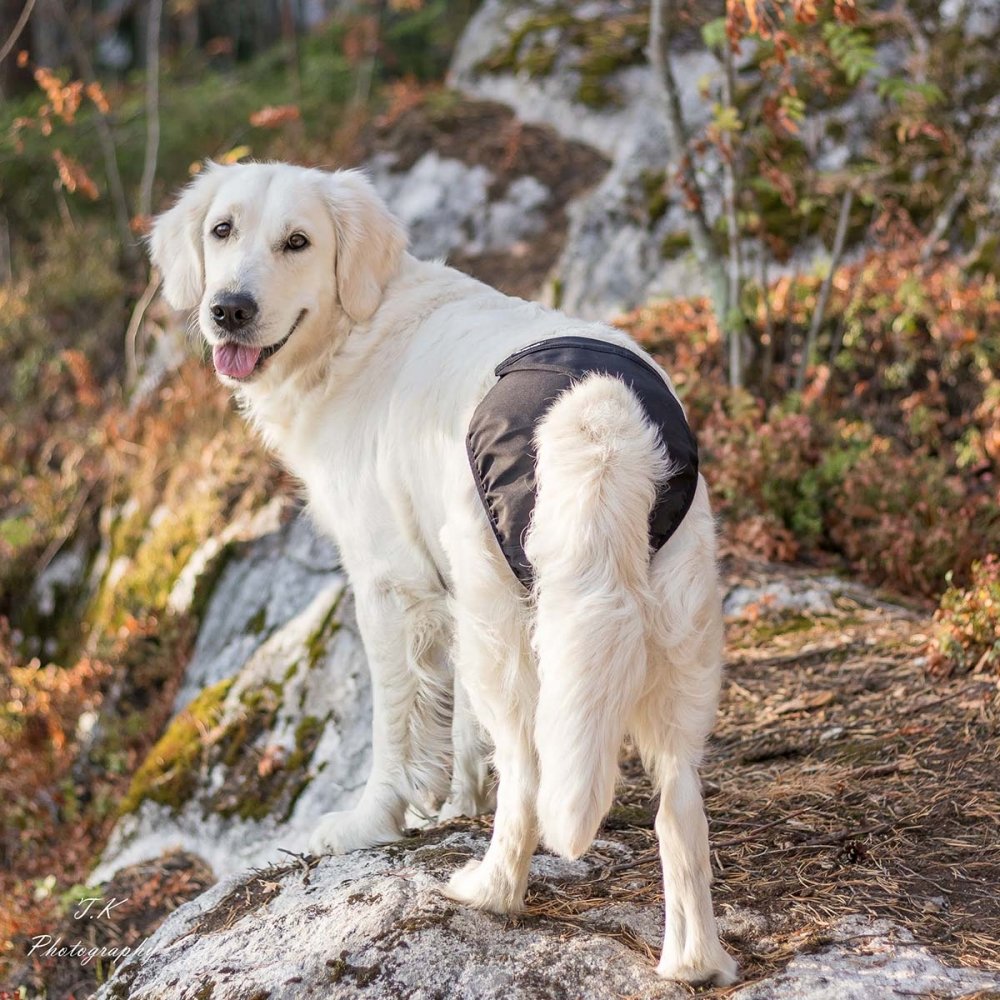 Brenda narttusuoja harmaa (L)