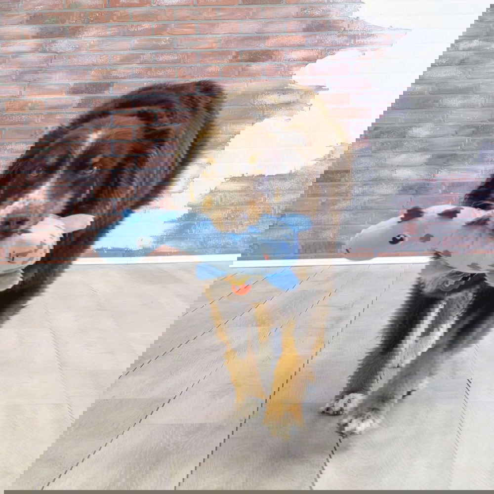 KONG Dynos Roars, sininen M/L