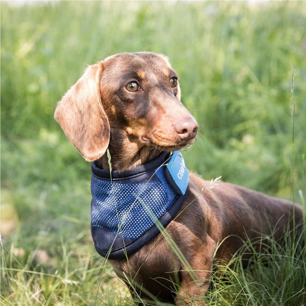 Cool on Track koiran viilennyshuivi (S)