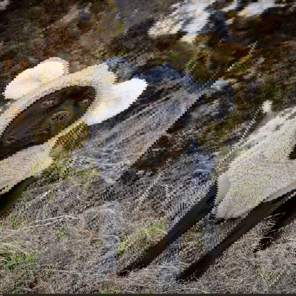 Koala-huppari Little&Bigger (30 cm)