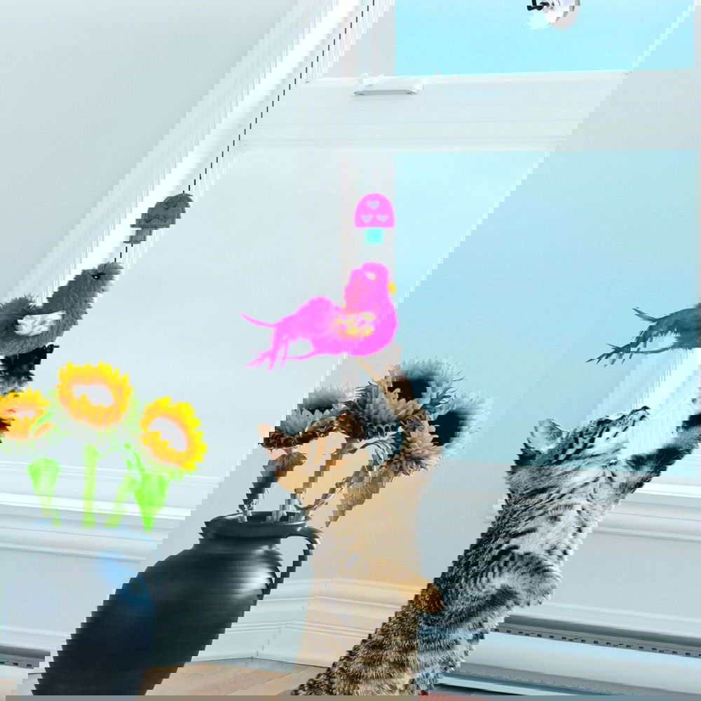 Kong Cat Connects Window Teaser