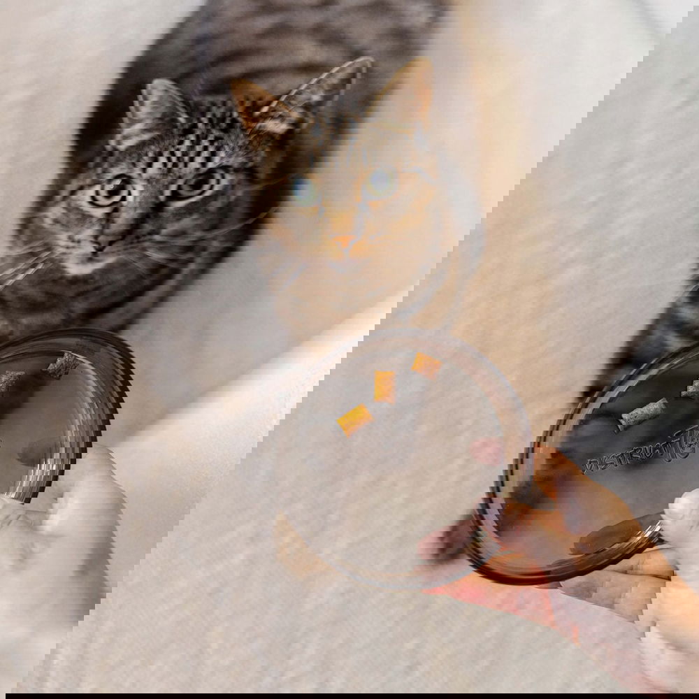 District 70 lasikuppi Dawn (Musta)